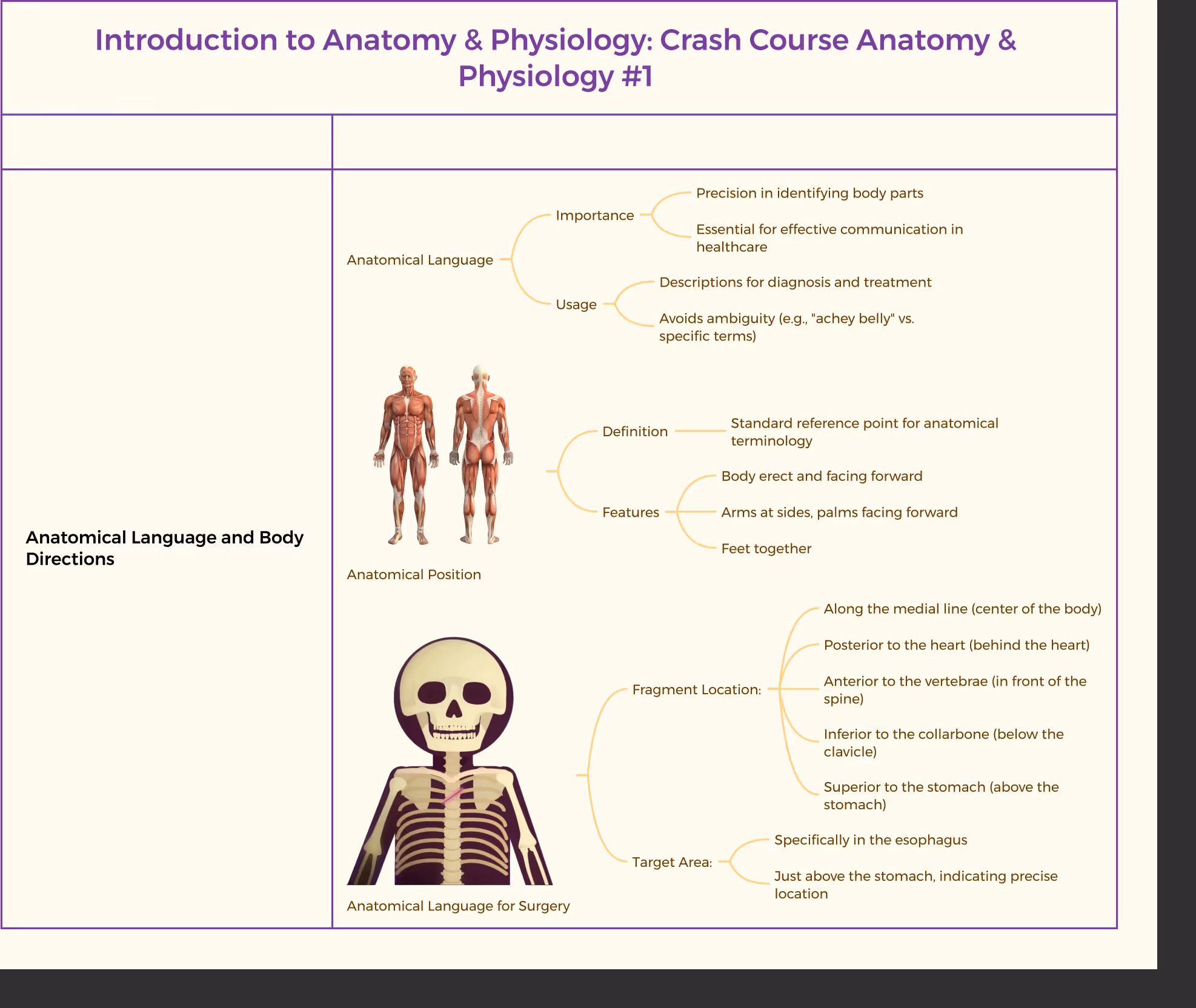 Educational infographic titled "Introduction to Anatomy & Physiology: Crash Course Anatomy & Physiology #1," explaining anatomical language and body directions. Includes labeled diagrams of a human muscular system and skeleton, with key points on the importance and usage of anatomical language, definition and features of anatomical position, and examples of anatomical terms for surgery and body directions.