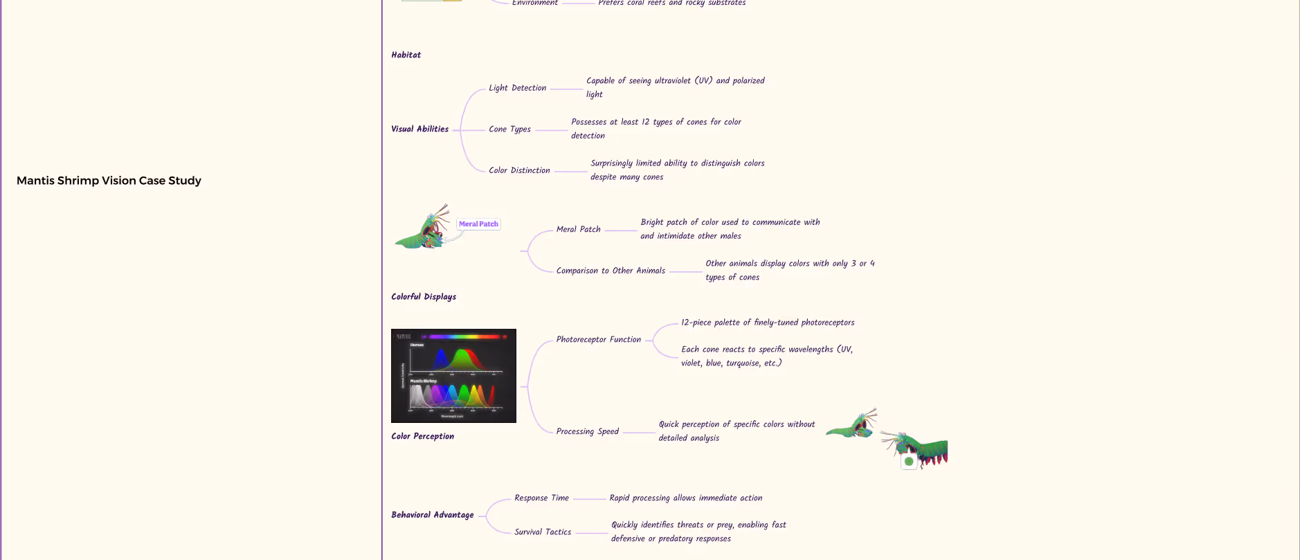 Mantis shrimp vision case study mind map detailing key aspects of mantis shrimp eyesight, including types of light detection, visual abilities, color perception, neural adaptation, and behavioral advantages, with small illustrations of mantis shrimp and a color spectrum chart.